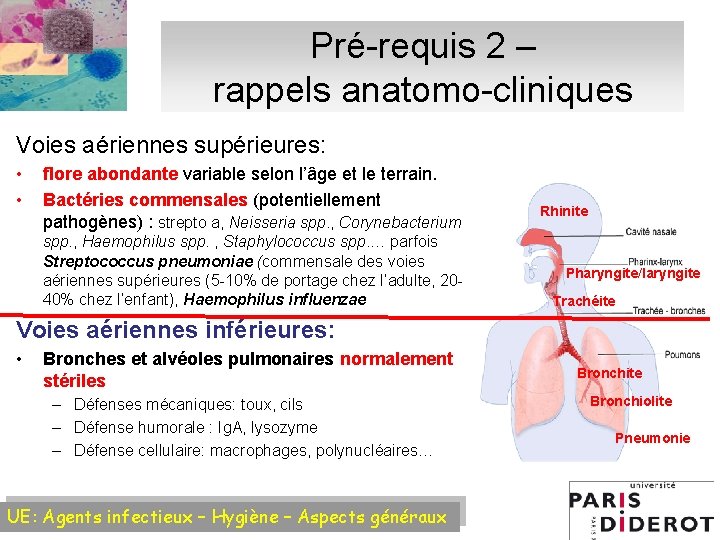 Pré-requis 2 – rappels anatomo-cliniques Voies aériennes supérieures: • • flore abondante variable selon