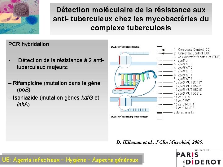 Détection moléculaire de la résistance aux anti- tuberculeux chez les mycobactéries du complexe tuberculosis