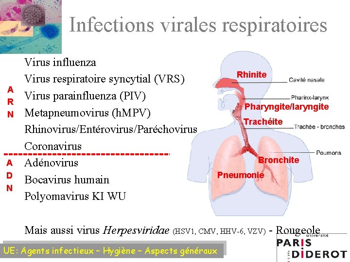 Infections virales respiratoires A R N A D N Virus influenza Virus respiratoire syncytial