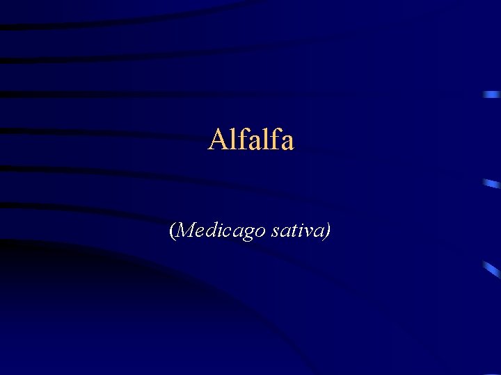 Alfalfa (Medicago sativa) 