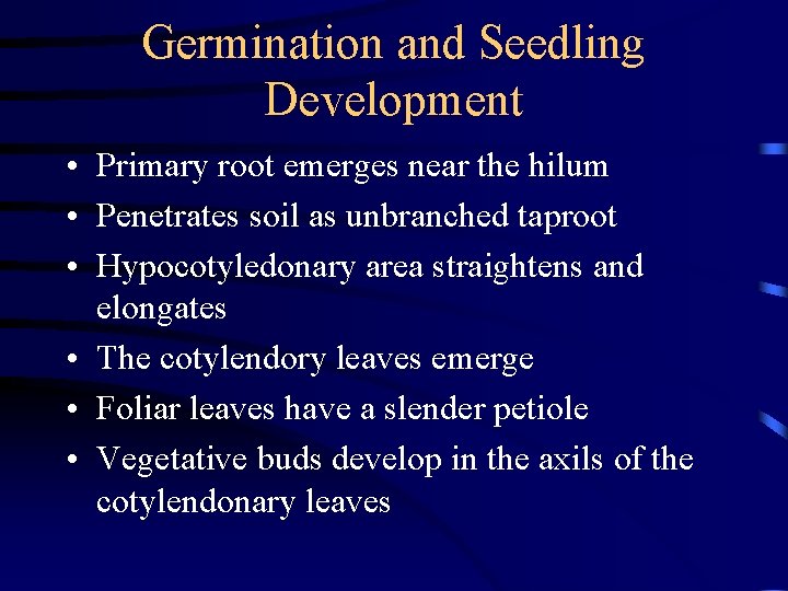 Germination and Seedling Development • Primary root emerges near the hilum • Penetrates soil