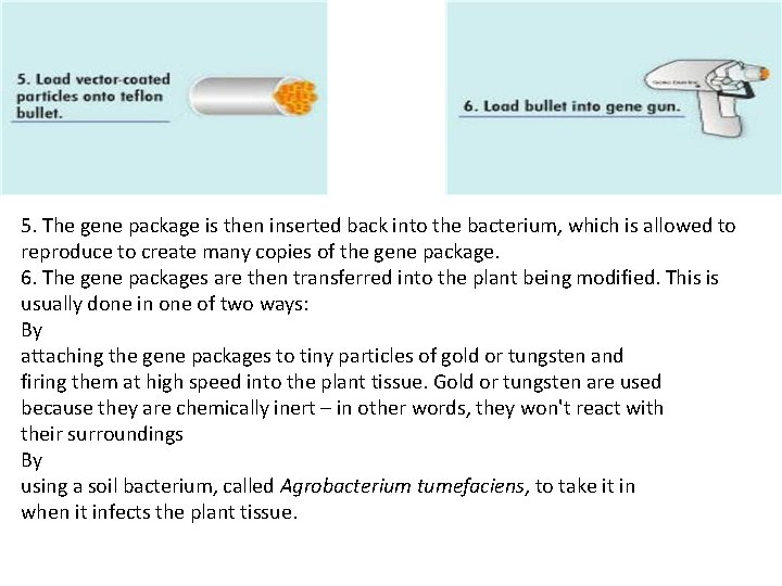 5. The gene package is then inserted back into the bacterium, which is allowed