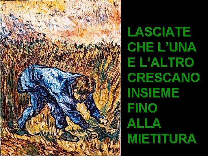 LASCIATE CHE L’UNA E L’ALTRO CRESCANO INSIEME FINO ALLA MIETITURA 