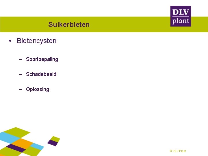 Suikerbieten • Bietencysten – Soortbepaling – Schadebeeld – Oplossing © DLV Plant 