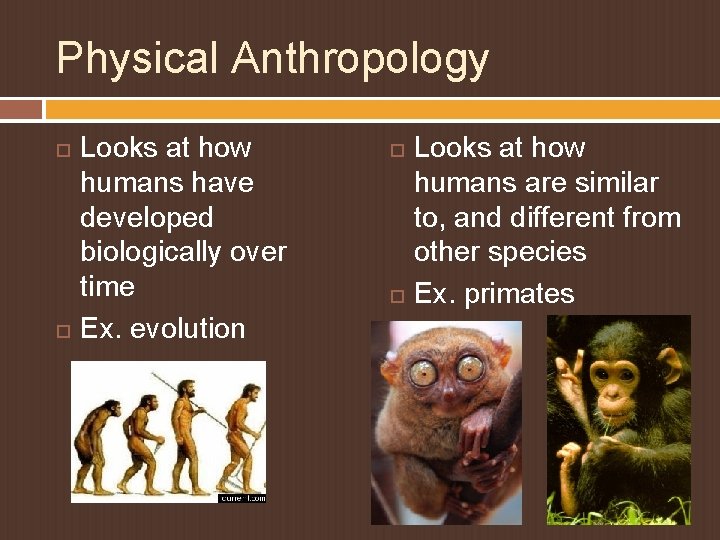 Physical Anthropology Looks at how humans have developed biologically over time Ex. evolution Looks