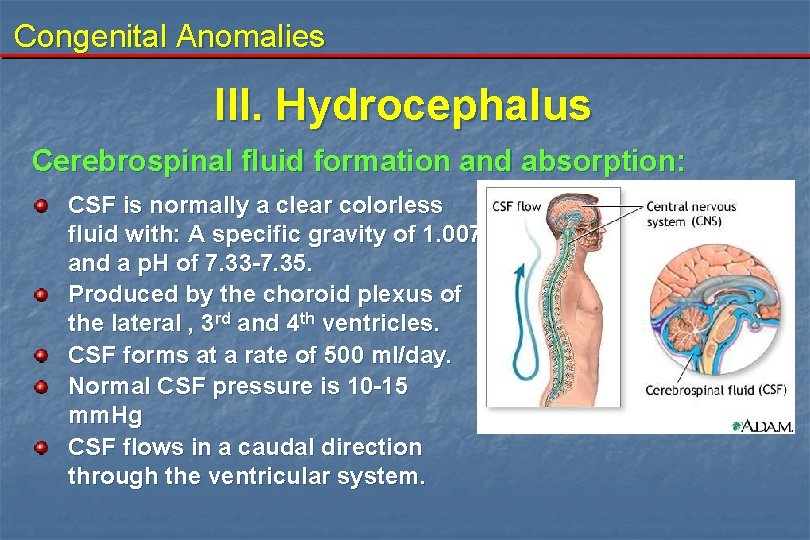 Congenital Anomalies III. Hydrocephalus Cerebrospinal fluid formation and absorption: CSF is normally a clear