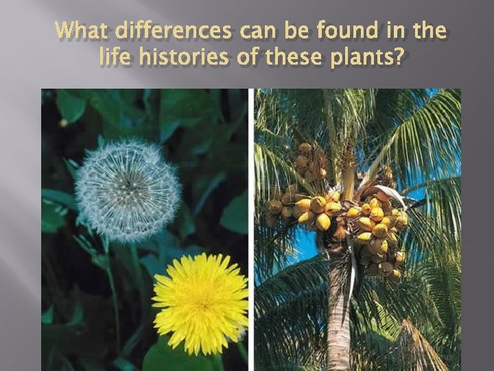 What differences can be found in the life histories of these plants? 