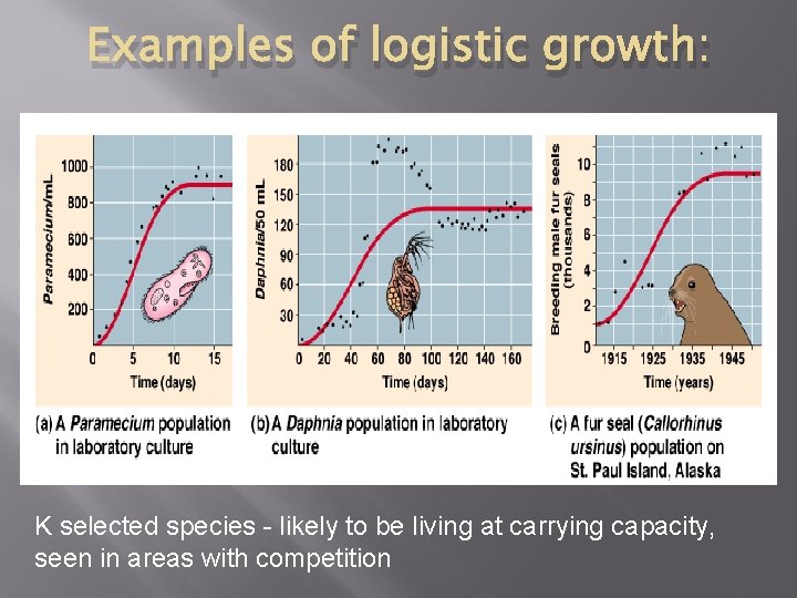 Examples of logistic growth: K selected species - likely to be living at carrying