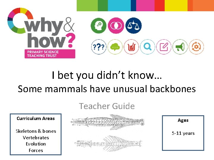 I bet you didn’t know… Some mammals have unusual backbones Teacher Guide Curriculum Areas