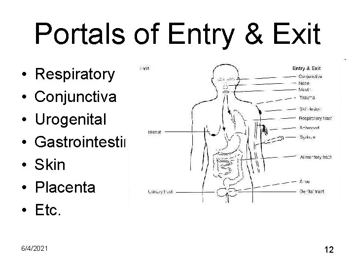 Portals of Entry & Exit • • Respiratory Conjunctiva Urogenital Gastrointestinal Skin Placenta Etc.