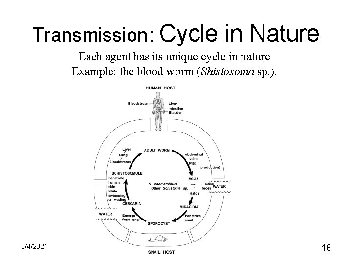 Transmission: Cycle in Nature Each agent has its unique cycle in nature Example: the