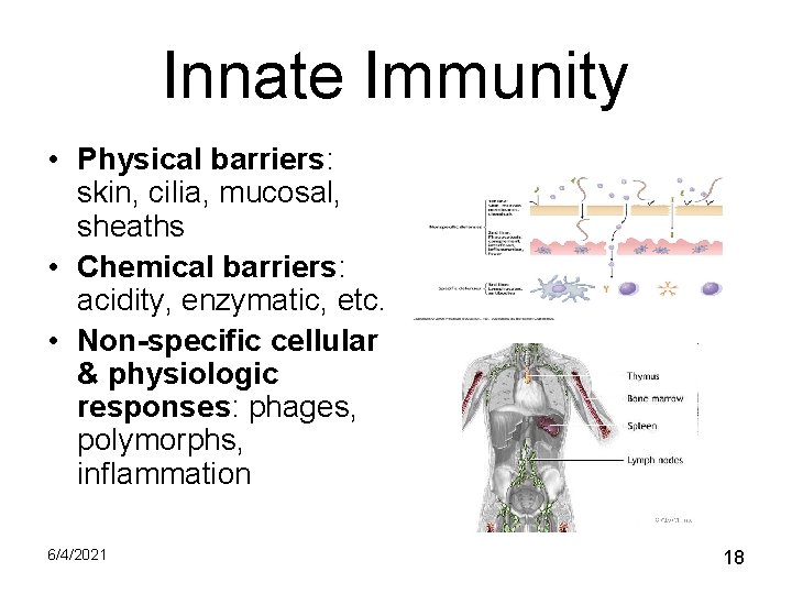 Innate Immunity • Physical barriers: skin, cilia, mucosal, sheaths • Chemical barriers: acidity, enzymatic,