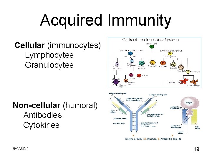 Acquired Immunity Cellular (immunocytes) Lymphocytes Granulocytes Non-cellular (humoral) Antibodies Cytokines 6/4/2021 19 