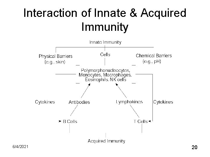 Interaction of Innate & Acquired Immunity 6/4/2021 20 