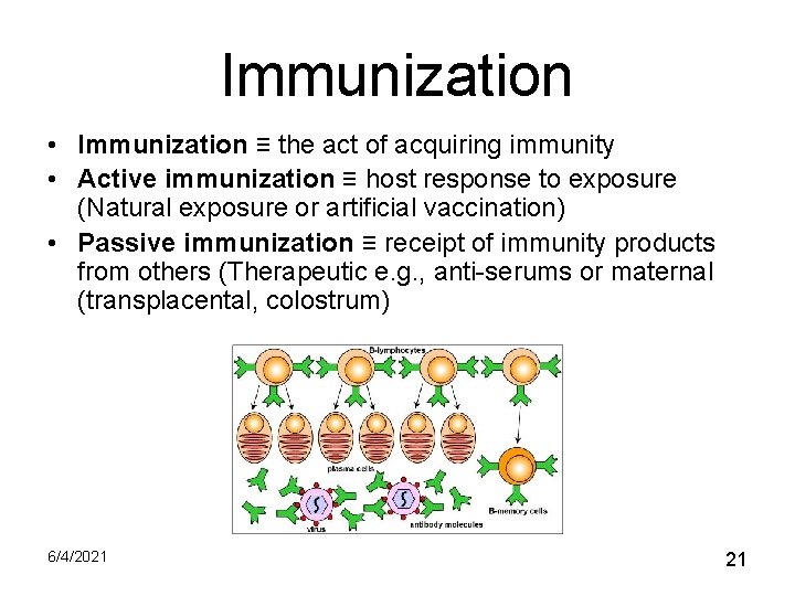 Immunization • Immunization ≡ the act of acquiring immunity • Active immunization ≡ host