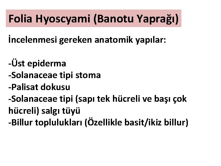 Folia Hyoscyami (Banotu Yaprağı) İncelenmesi gereken anatomik yapılar: -Üst epiderma -Solanaceae tipi stoma -Palisat