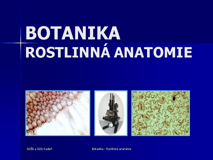 BOTANIKA ROSTLINNÁ ANATOMIE SOŠS a SOU Kadaň Botanika - Rostlinná anatomie 