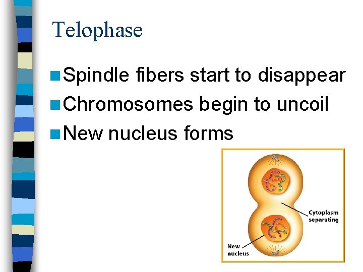 Telophase n Spindle fibers start to disappear n Chromosomes begin to uncoil n New