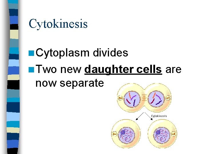 Cytokinesis n Cytoplasm divides n Two new daughter cells are now separate 
