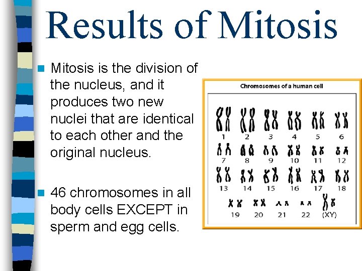 Results of Mitosis n Mitosis is the division of the nucleus, and it produces