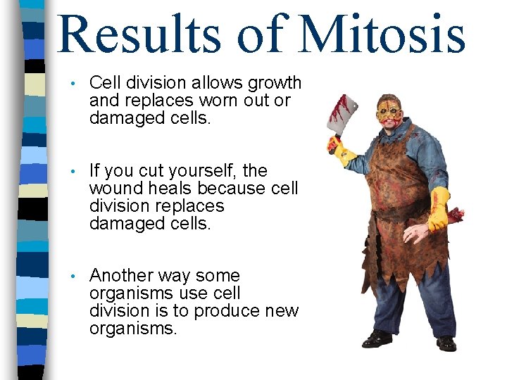 Results of Mitosis • Cell division allows growth and replaces worn out or damaged