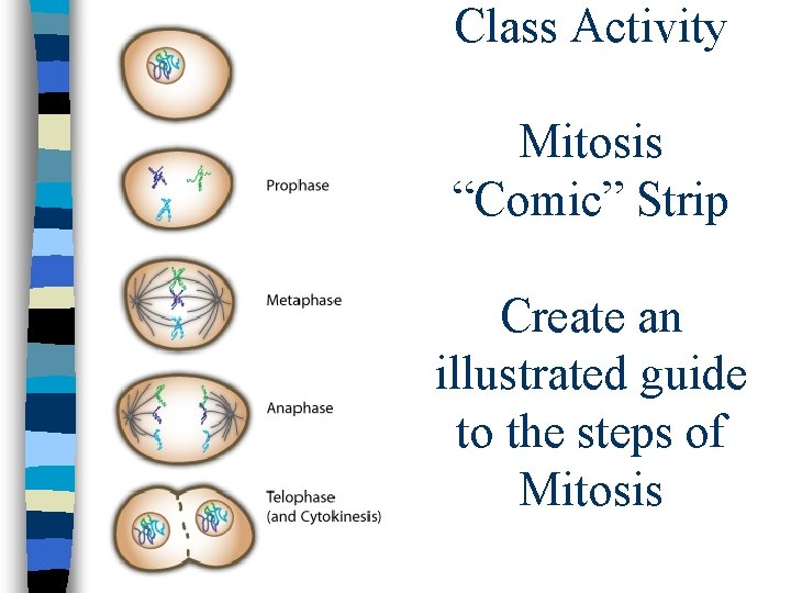 Class Activity Mitosis “Comic” Strip Create an illustrated guide to the steps of Mitosis