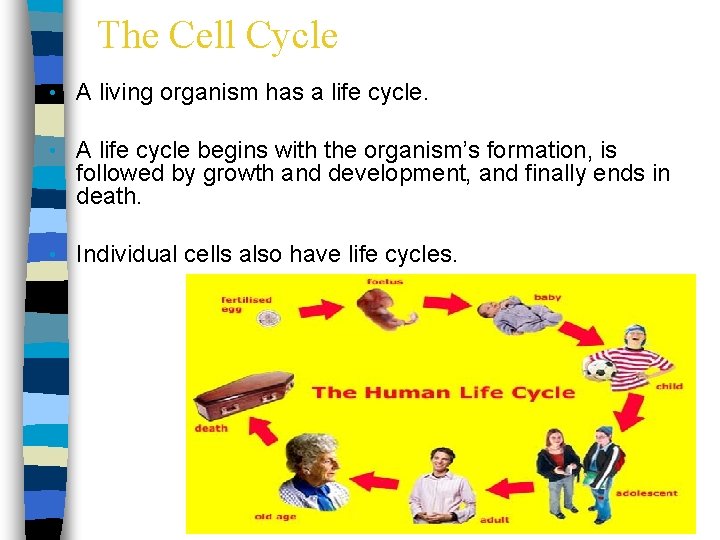 The Cell Cycle • A living organism has a life cycle. • A life