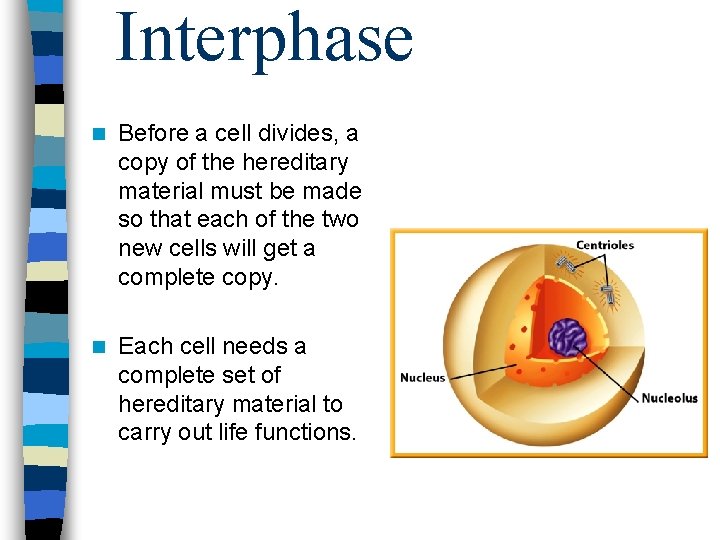 Interphase n Before a cell divides, a copy of the hereditary material must be