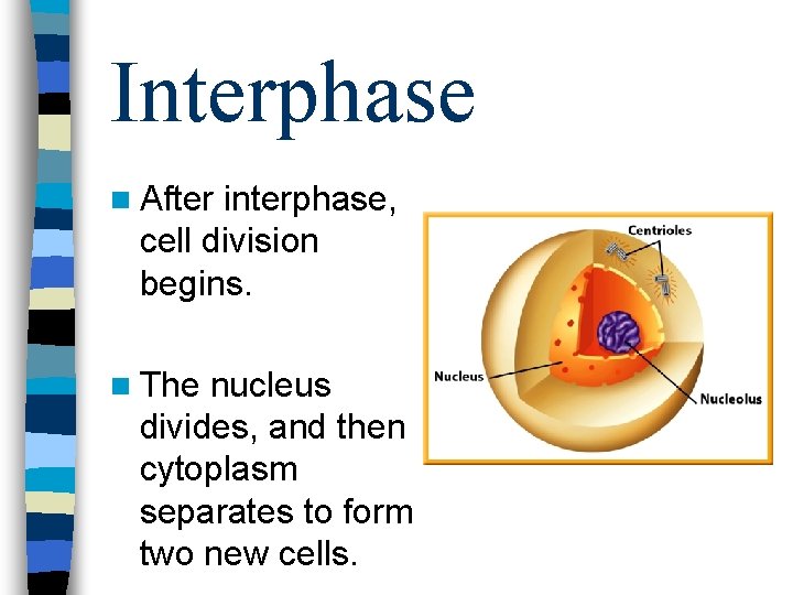Interphase n After interphase, cell division begins. n The nucleus divides, and then cytoplasm