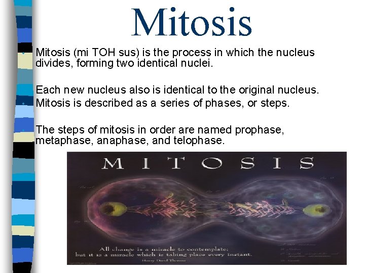 Mitosis • Mitosis (mi TOH sus) is the process in which the nucleus divides,