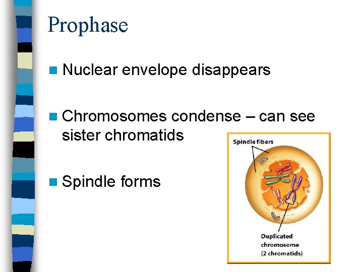 Prophase n Nuclear envelope disappears n Chromosomes condense – can see sister chromatids n