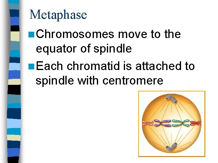Metaphase n Chromosomes move to the equator of spindle n Each chromatid is attached