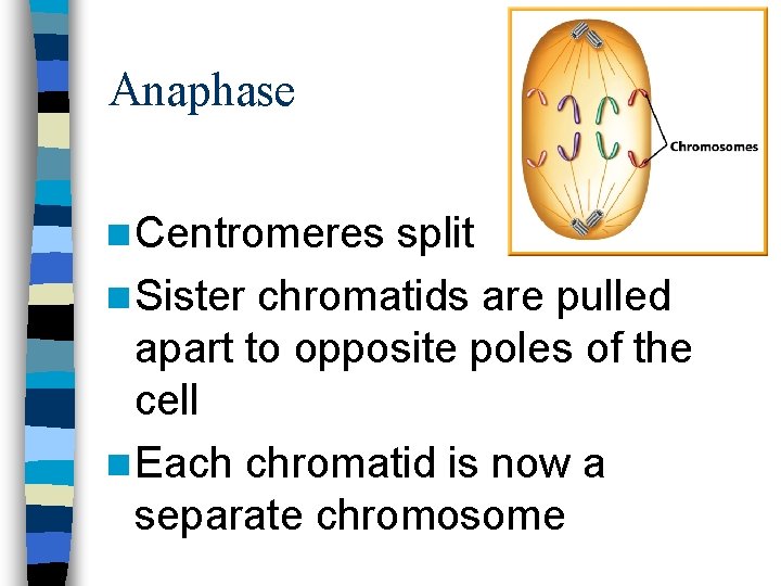 Anaphase n Centromeres split n Sister chromatids are pulled apart to opposite poles of