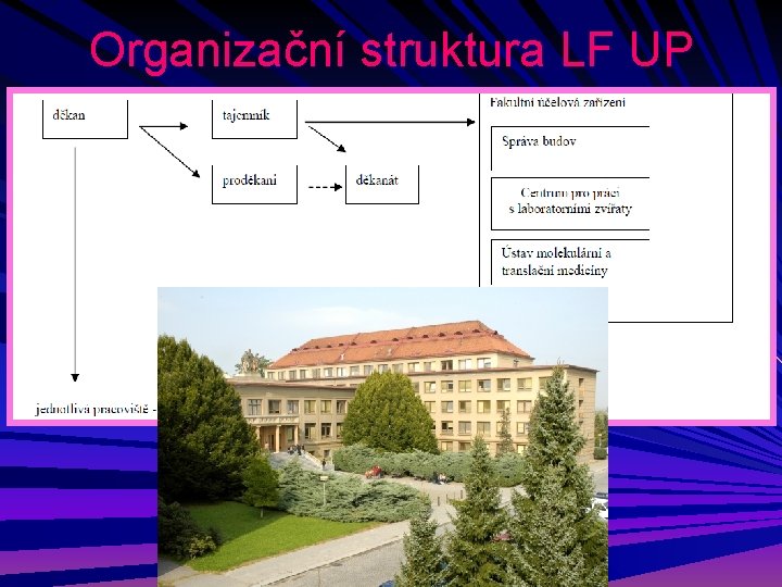 Organizační struktura LF UP 