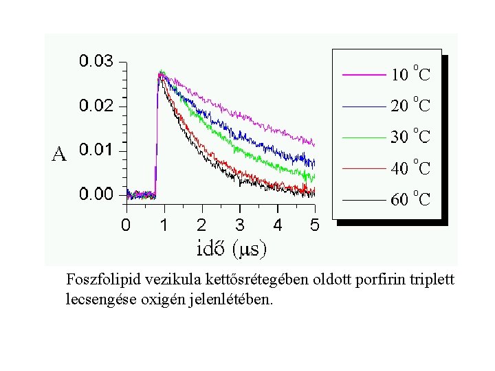 Foszfolipid vezikula kettősrétegében oldott porfirin triplett lecsengése oxigén jelenlétében. 
