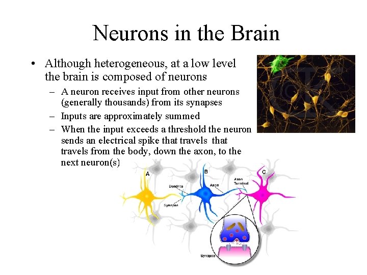 Neurons in the Brain • Although heterogeneous, at a low level the brain is