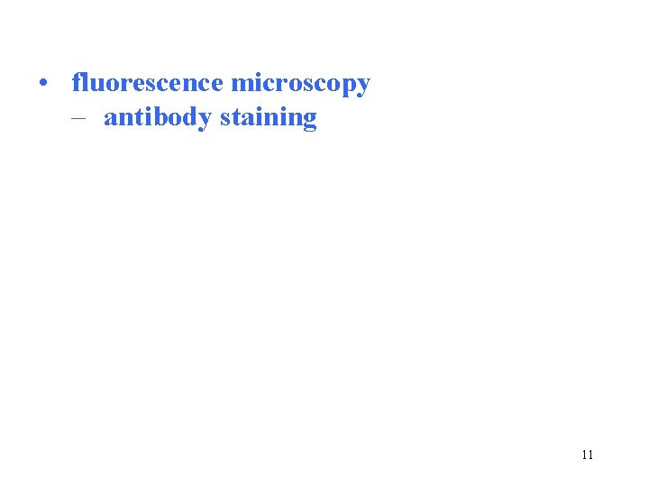 • fluorescence microscopy – antibody staining 11 