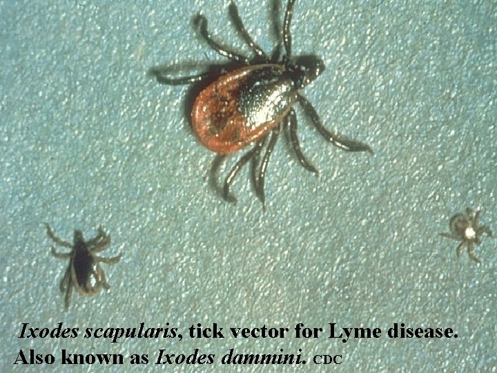 Ixodes scapularis, tick vector for Lyme disease. 17 Also known as Ixodes dammini. CDC