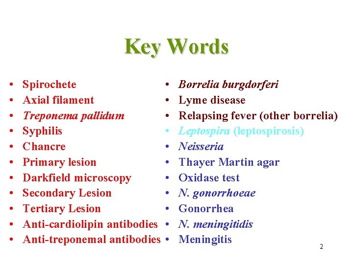 Key Words • • • Spirochete Axial filament Treponema pallidum Syphilis Chancre Primary lesion