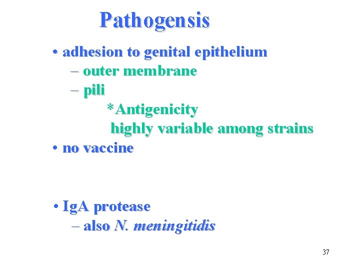Pathogensis • adhesion to genital epithelium – outer membrane – pili *Antigenicity highly variable