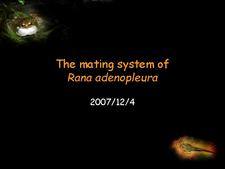 The mating system of Rana adenopleura 2007/12/4 