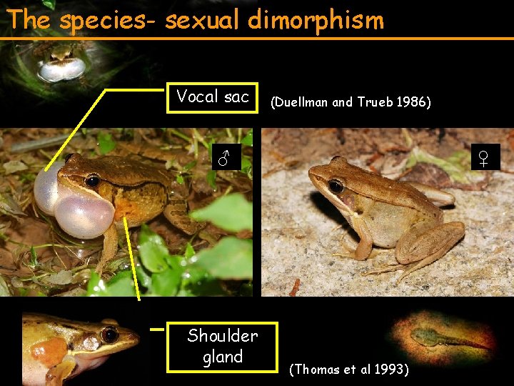The species- sexual dimorphism Vocal sac (Duellman and Trueb 1986) ♂ Shoulder gland ♀