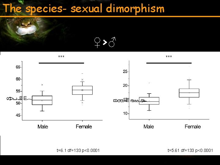 The species- sexual dimorphism ♀>♂ *** t=6. 1 df=133 p<0. 0001 *** t=5. 61