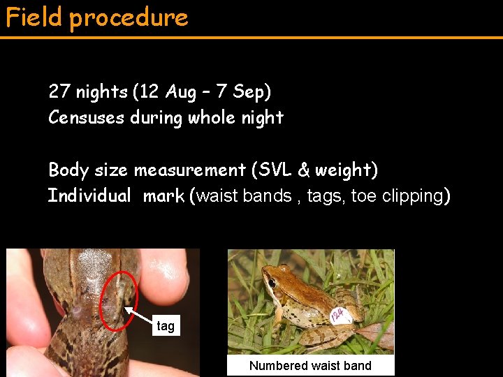 Field procedure 27 nights (12 Aug – 7 Sep) Censuses during whole night Body