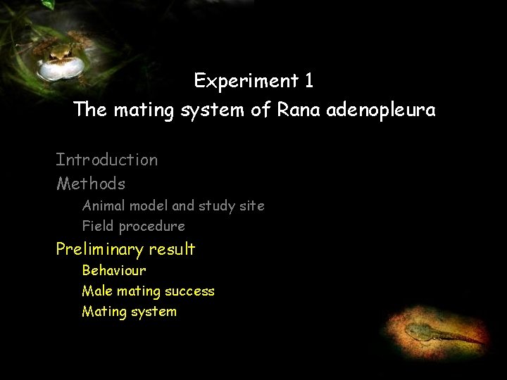 Experiment 1 The mating system of Rana adenopleura Introduction Methods Animal model and study
