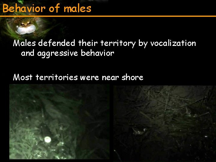 Behavior of males Males defended their territory by vocalization and aggressive behavior Most territories