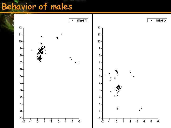 Behavior of males 