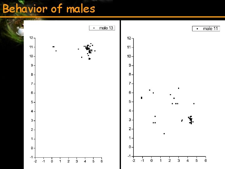 Behavior of males 