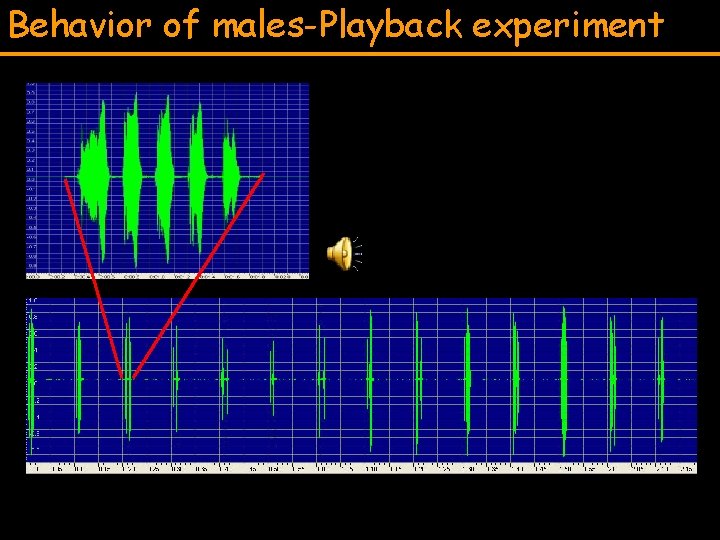 Behavior of males-Playback experiment 