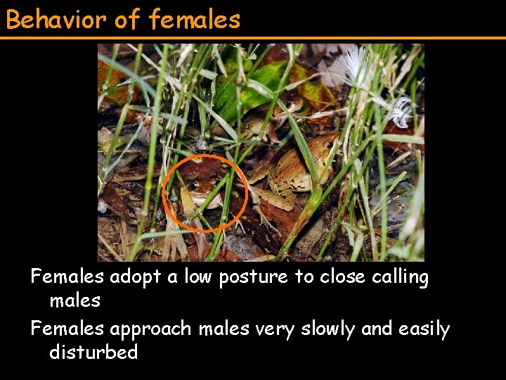 Behavior of females Females adopt a low posture to close calling males Females approach